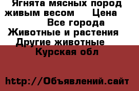 Ягнята мясных пород живым весом.  › Цена ­ 125 - Все города Животные и растения » Другие животные   . Курская обл.